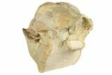 Fossil Oreodont (Merycoidodon) Skull - South Dakota #192528-6